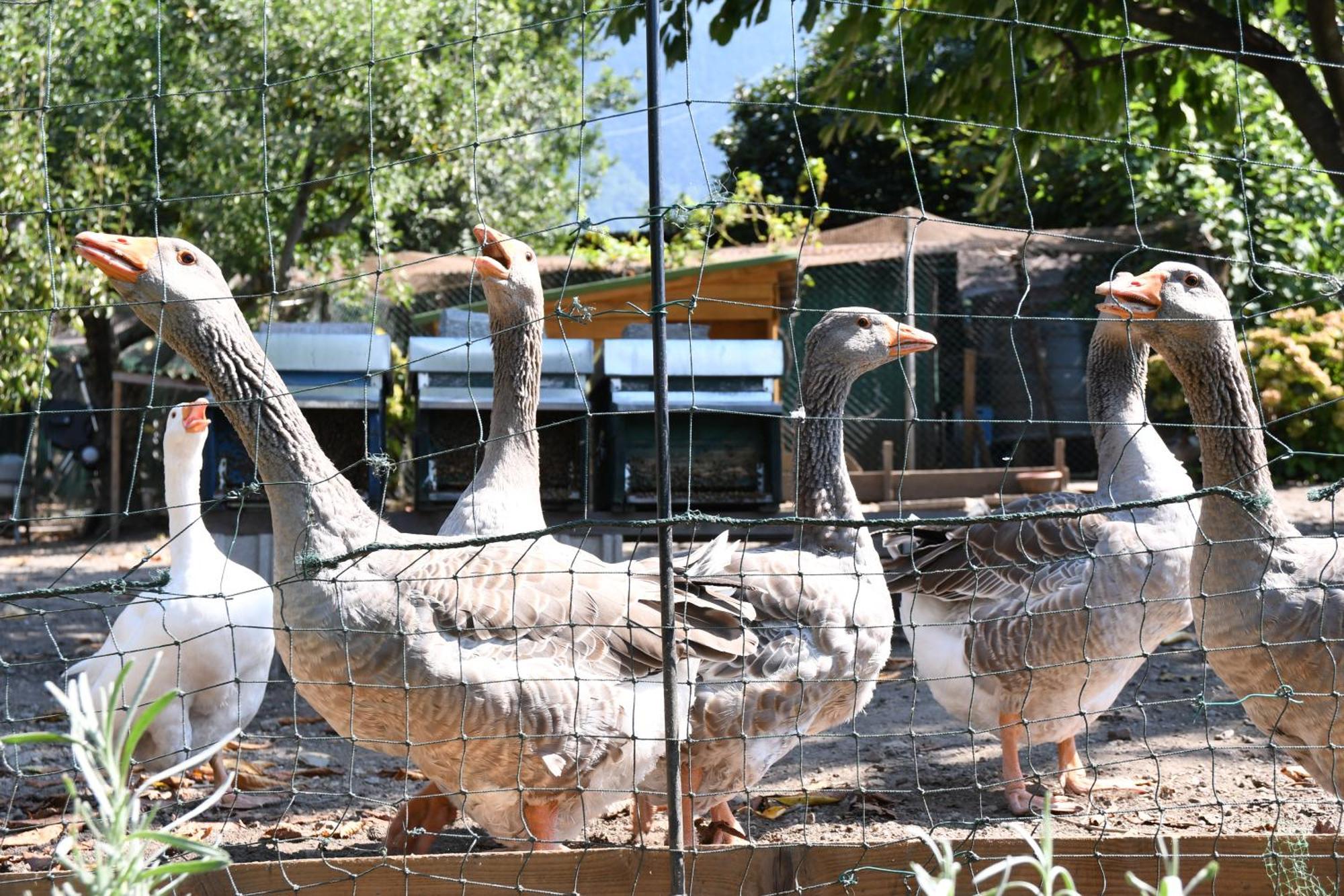 Ferienwohnung Il Giardino Dei Ciliegi Colico Exterior foto